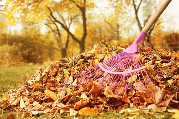 Raking leaves in yard