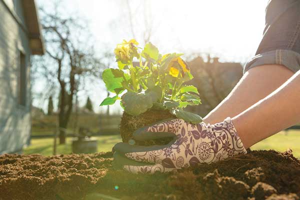 Hands with gloves putting plant in ground