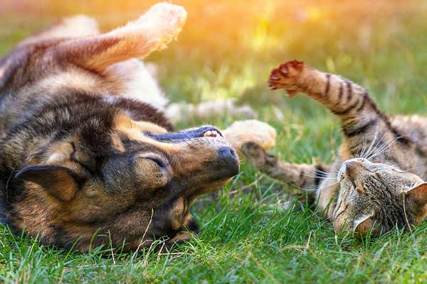 Dog and cat rolling around in the grass