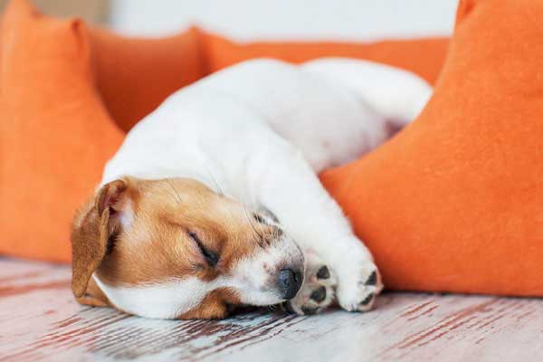 Puppy asleep in orange dog bed